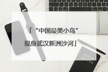 “中国最美小鸟”现身武汉新洲沙河